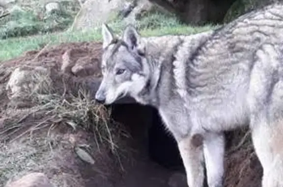 Animaux perdus Saint-Étienne-lès-Remiremont, photo: Chien perdu gris/blanc peureux à St-Étienne