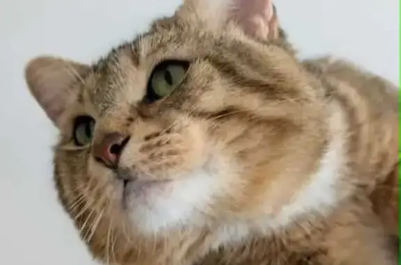 Friendly Lost Cat Near Marmion Ave 2223