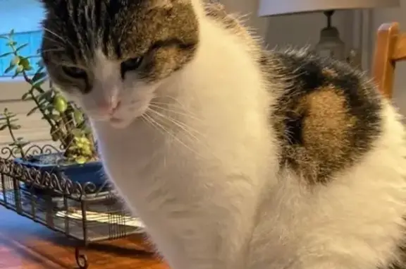 Chatte tigrée-blanche perdue à Dijon - photo