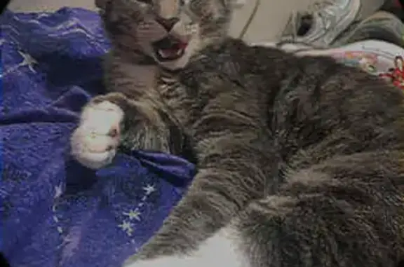 Shy Cat Lost on Marmion Ave, Joliet