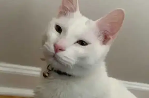 Lost Loving Cat: Marmion Ave, Joliet