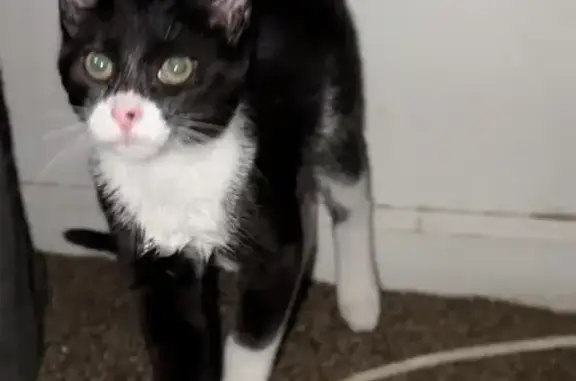 Lost Shy Cat: Playful & Kind - Joliet