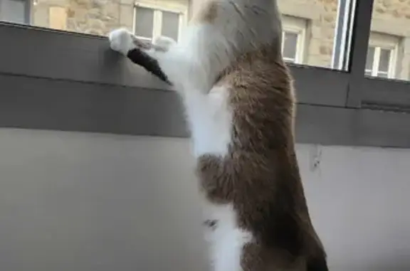 Chat perdu : Napoléon, Saint-Brieuc - photo