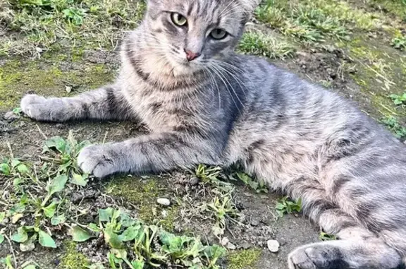 Chat perdu, mâle gris, Avenue Varlin 78 - photo