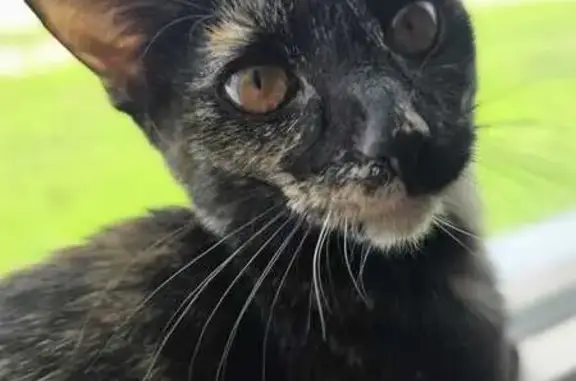 Lost Playful Cat on Marmion Ave, Joliet