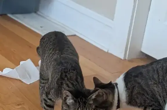 Lost Playful Cat on Marmion Ave, Joliet