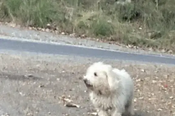 Chien blanc frisé trouvé à Saint-Christol - photo