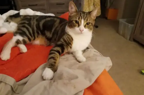 Missing cat Lakeland, photo: Lost Tiger Tabby: Unique Markings!