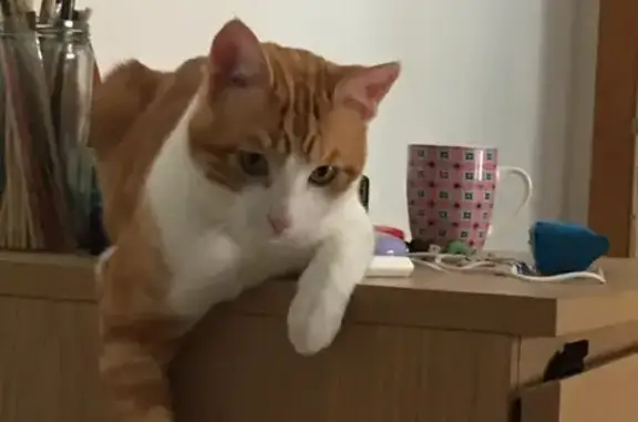 ¡Ayúdanos a encontrar a nuestro gato perdido en Ronda!