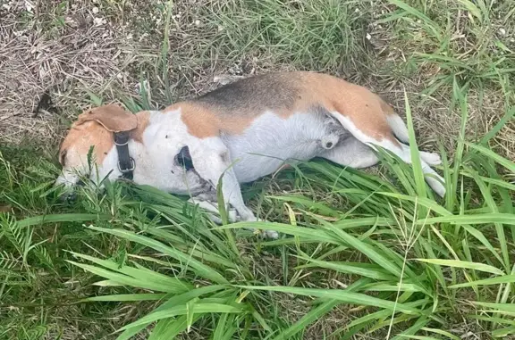 Chien mort trouvé au Helleux, Sainte-Anne - photo