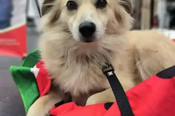 Собаки потеряшки, Київ, фото: Зникла собака Жульєт: світло-пісочний окрас