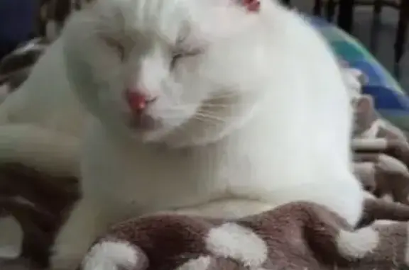 Chat blanc 7 ans perdu à Charlieu - photo