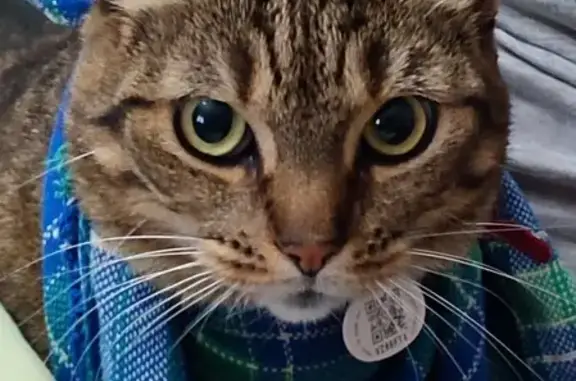 Chatte tigrée perdue à Chantillac - photo
