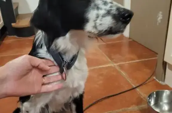 Animaux trouvés Nouvelle-Aquitaine, photo: Chien noir et blanc trouvé à Léogeats