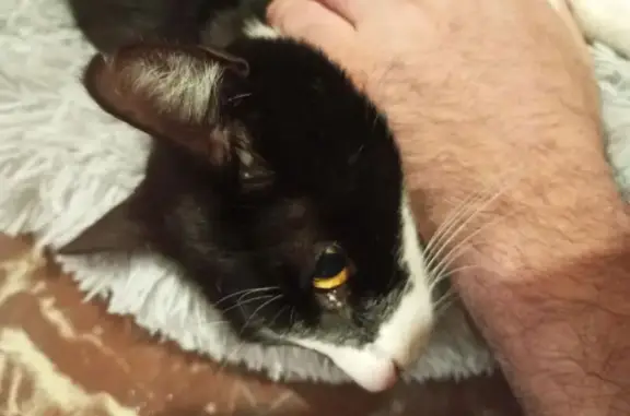 Gato encontrado Barcelona, foto: Gatito Cariñoso Encontrado en Barcelona