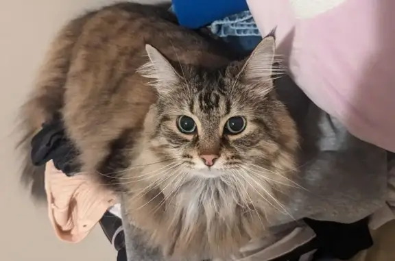 Lost: Skittish Tabby Willow, West Hudson