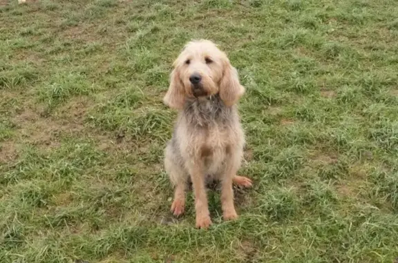 Chien perdu , photo : Chien de chasse perdu à Servignat
