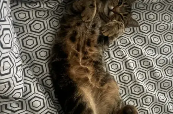 Chat perdu, Plouay, photo: Chat perdu : Tigre, pucé, stérilisé, Plouay
