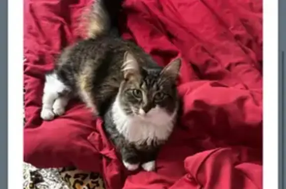 Missing cat Chattanooga, photo: Lost Cat: Playful, Sock-Pawed in Chattanooga