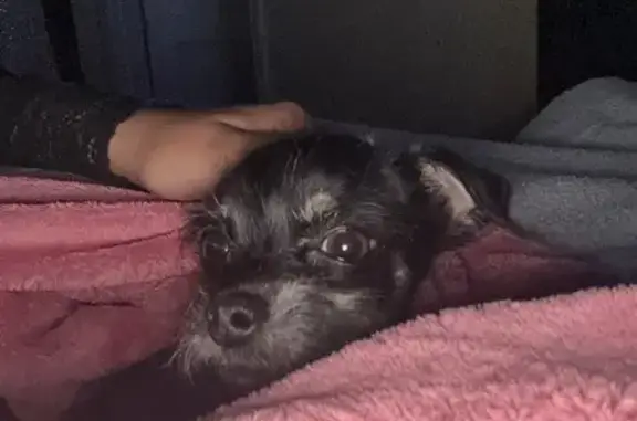 Lost Dog: Scruffy, Black & Tan in Bakersfield