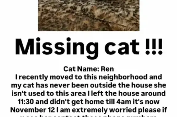 Lost Petite Black Cat on Doria Ave