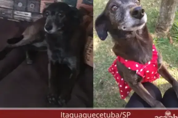 cachorro desaparecida