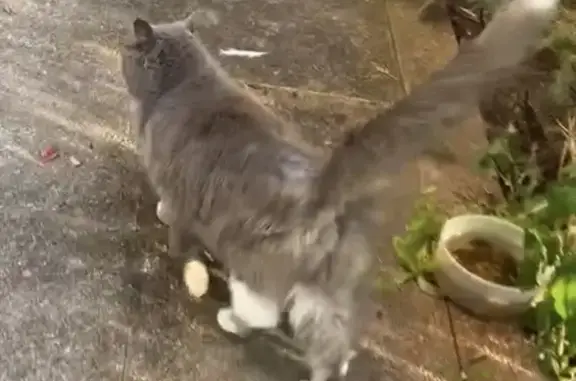 Animaux trouvés Agen, photo: Chat gris trouvé à la fac du Pin, Agen