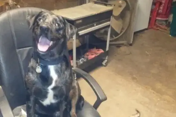 Lost Dogs: Blue Heeler & Daisy - Reward