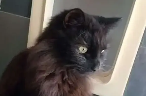 Help Find Salem: Fluffy Cat Lost in Launceston