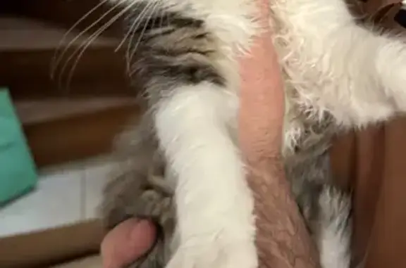 Animaux trouvés Cresserons, photo: Chatte trouvée à Cresserons, rue de Caen