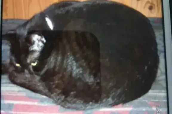 Chatte noire perdue Rue de la Chaume - photo