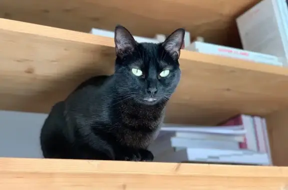 Chatte noire perdue à Bouillargues - photo