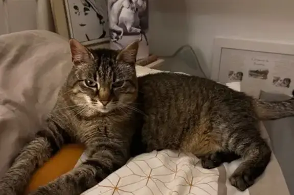 Chatte tigrée câline perdue à Vannes - photo