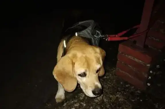 Animaux trouvés , photo: Beagle tricolore trouvé à Tourouvre
