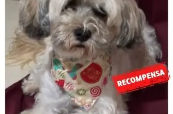 Chihuahuas Perdidas en Ramos Arizpe: Magi y Canela