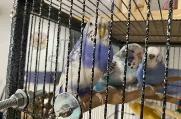 Lost Budgie: Mauve & White in Moreton Bay