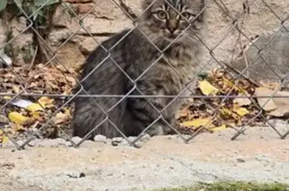 Gato encontrado Barcelona, foto: Gato Marrón de 1 Año Hallado en Barcelona