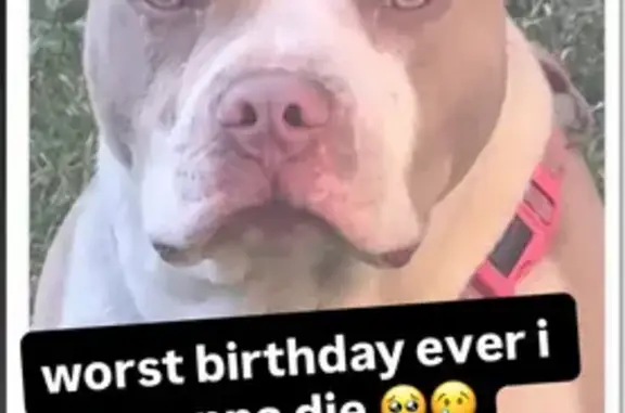 Missing dog Chicago, photo: Help Find Jax: Missing Pit Bull in Chicago