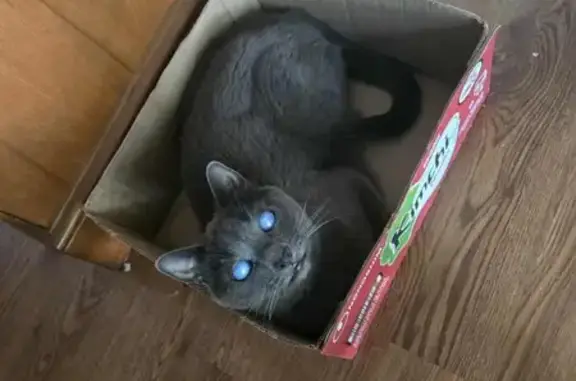 Missing cat Winooski, photo: Help Find Blind Grey Cat Winston!