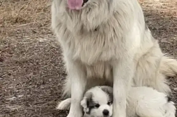 Help Find Blu: Missing Great Pyrenees!