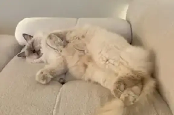 Lost Ragdoll Cat: Lilac & Fluffy in Gold Coast