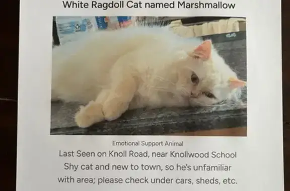 Lost Fluffy Ragdoll Cat in Boonton