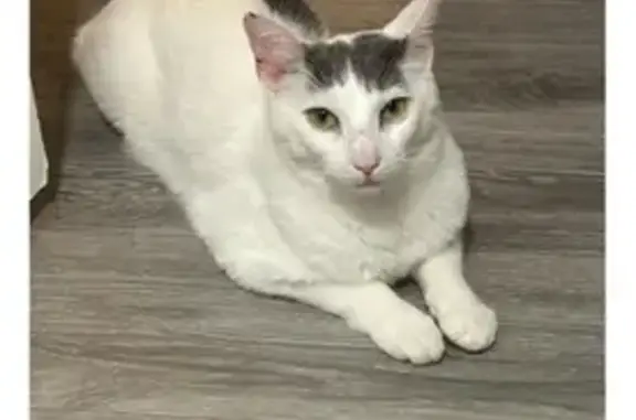 Lost Cat: Friendly White & Grey, 11/8/25