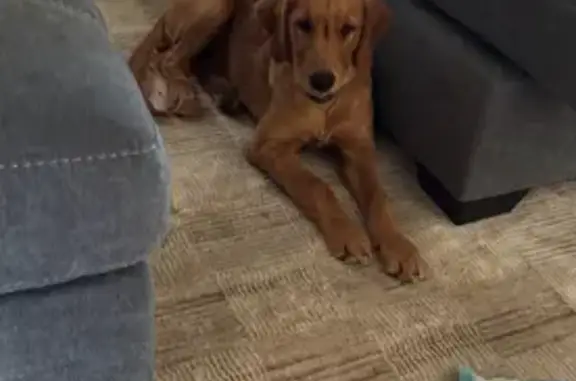 Friendly Lost Dog: Light Blue Collar