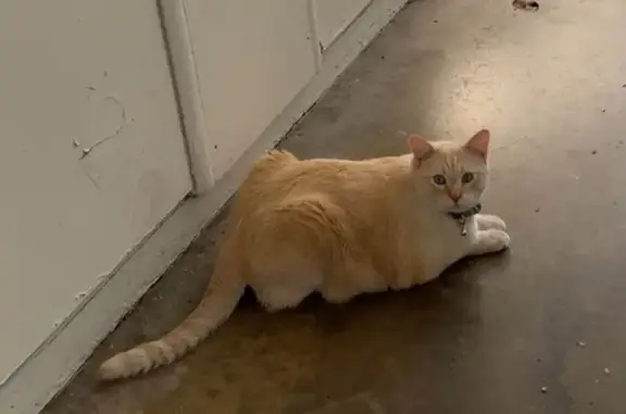 Lost Siamese Cat: Blue Eyes, Green Collar