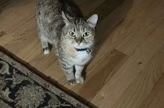 Lost Cat on Thorn Ave, Washington Twp