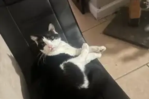 Lost Cat Alert: Sweetwater Lane, 8520