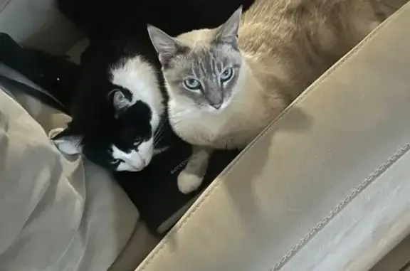 Lost Cat in Houston: Sweetwater Lane