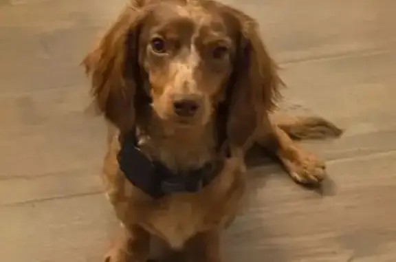 Lost Brown Dachshund on Collins Rd