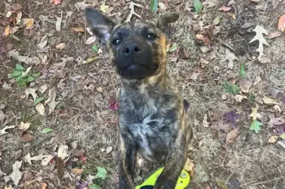 Found dog Belvedere Park, photo: Found: Friendly Dutch Shepherd Puppy
